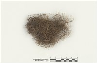 藏品(剪葉蘚屬)的圖片